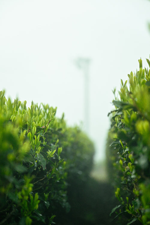 Matcha4
