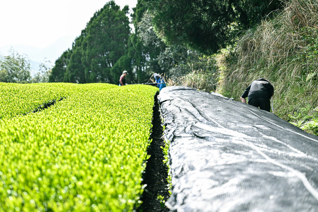 Matcha1