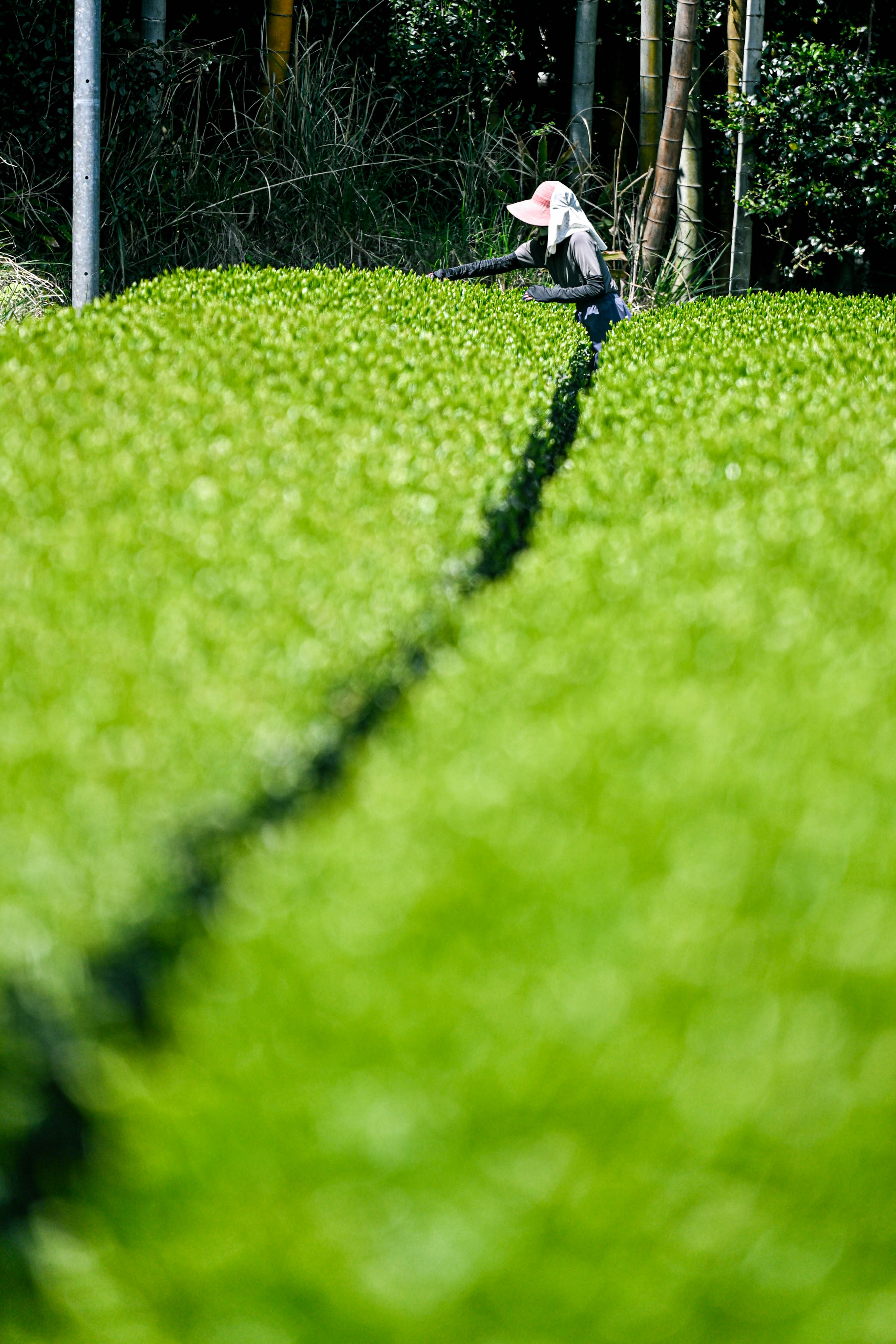 Matcha1